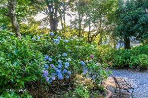 御裳神社、あじさい、6月夏の花、愛知県一宮市の観光・撮影スポットの画像と写真