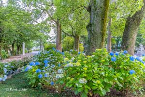 御裳神社、あじさい、6月夏の花、愛知県一宮市の観光・撮影スポットの画像と写真