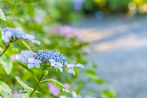 御裳神社、あじさい、6月夏の花、愛知県一宮市の観光・撮影スポットの画像と写真