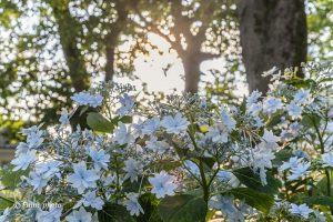 御裳神社、あじさい、6月夏の花、愛知県一宮市の観光・撮影スポットの画像と写真