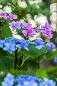 御裳神社、あじさい、6月夏の花、愛知県一宮市の観光・撮影スポットの画像と写真