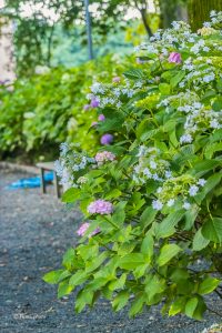 御裳神社、あじさい、6月夏の花、愛知県一宮市の観光・撮影スポットの画像と写真