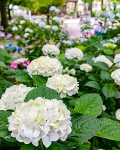 御裳神社、あじさい、5月夏の花、愛知県一宮市の観光・撮影スポットの画像と写真