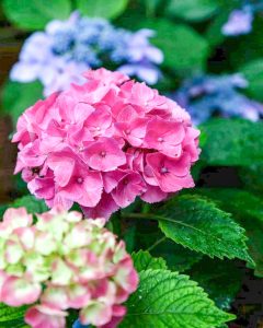 御裳神社、あじさい、5月夏の花、愛知県一宮市の観光・撮影スポットの画像と写真