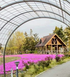 ミササガパーク、芝桜、5月夏の花、愛知県刈谷市の観光・撮影スポットの画像と写真