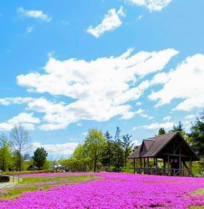 ミササガパーク、芝桜、5月夏の花、愛知県刈谷市の観光・撮影スポットの画像と写真
