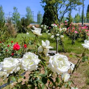 ミササガパーク、バラ、猿渡公園、5月の夏の花、愛知県刈谷市の観光・撮影スポットの名所