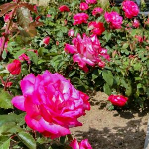 ミササガパーク、バラ、猿渡公園、5月の夏の花、愛知県刈谷市の観光・撮影スポットの名所