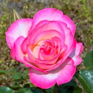 ミササガパーク、バラ、猿渡公園、5月の夏の花、愛知県刈谷市の観光・撮影スポットの名所