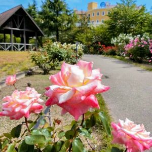 ミササガパーク、バラ、猿渡公園、5月の夏の花、愛知県刈谷市の観光・撮影スポットの名所