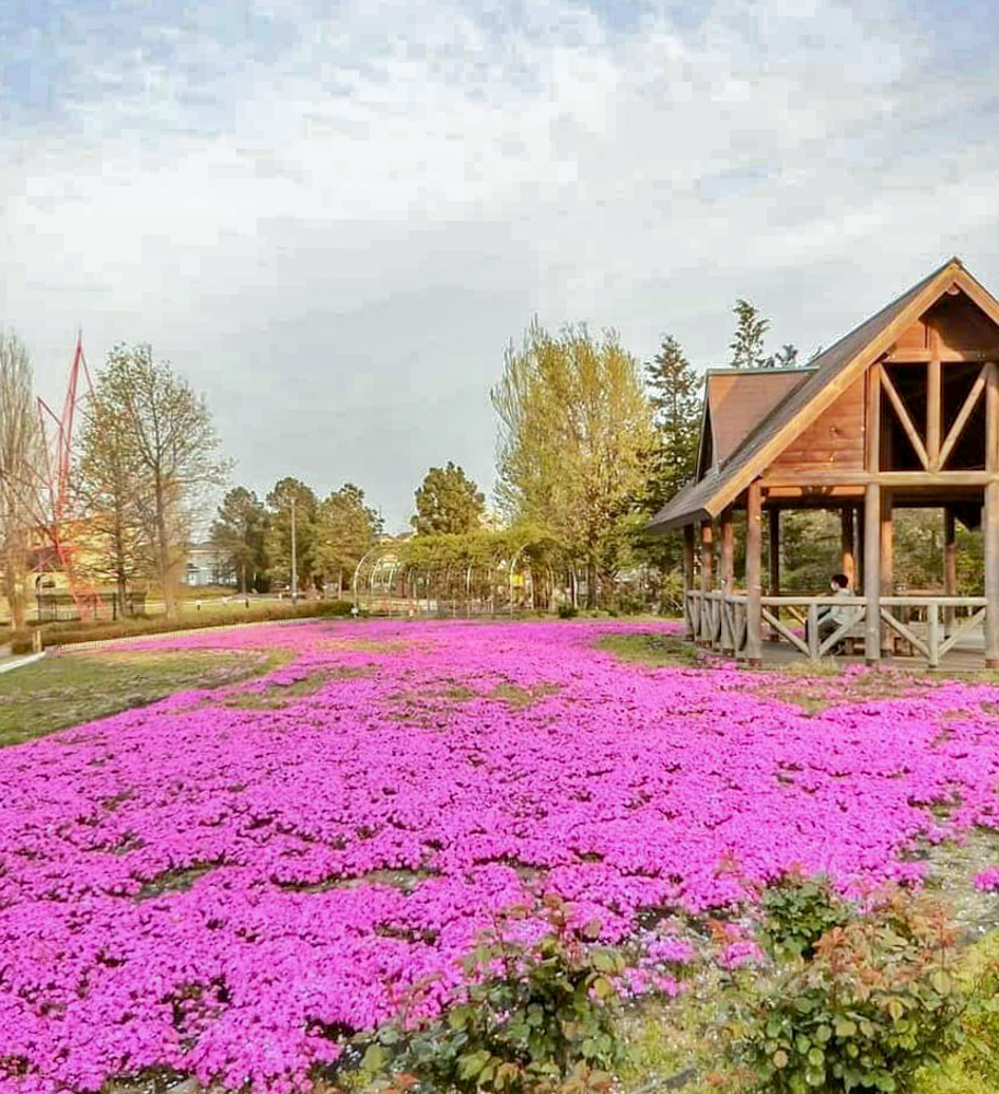 ミササガパーク、芝桜、5月夏の花、愛知県刈谷市の観光・撮影スポットの画像と写真