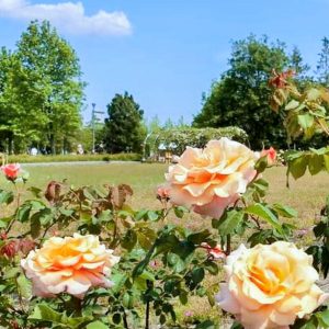 ミササガパーク、バラ、猿渡公園、5月の夏の花、愛知県刈谷市の観光・撮影スポットの名所