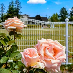ミササガパーク、バラ、猿渡公園、5月の夏の花、愛知県刈谷市の観光・撮影スポットの名所