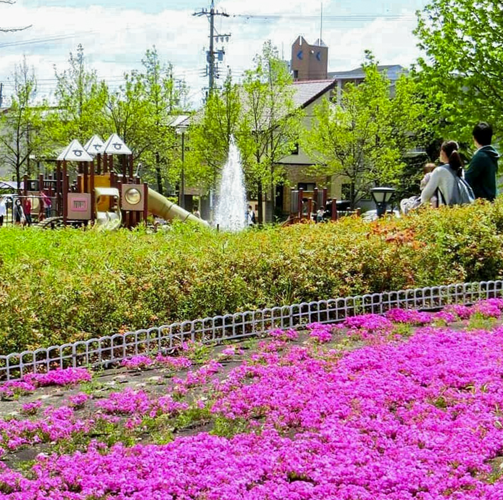 ミササガパーク、芝桜、5月夏の花、愛知県刈谷市の観光・撮影スポットの画像と写真