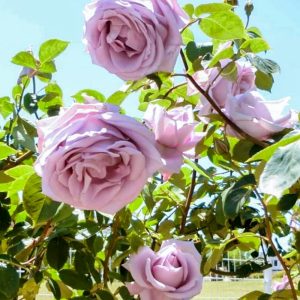 ミササガパーク、バラ、猿渡公園、5月の夏の花、愛知県刈谷市の観光・撮影スポットの名所