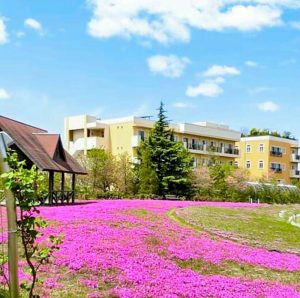 ミササガパーク、芝桜、5月夏の花、愛知県刈谷市の観光・撮影スポットの画像と写真