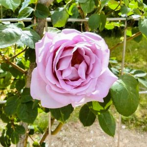 ミササガパーク、バラ、猿渡公園、5月の夏の花、愛知県刈谷市の観光・撮影スポットの名所