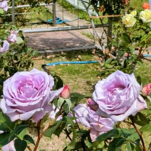 ミササガパーク、バラ、猿渡公園、5月の夏の花、愛知県刈谷市の観光・撮影スポットの名所