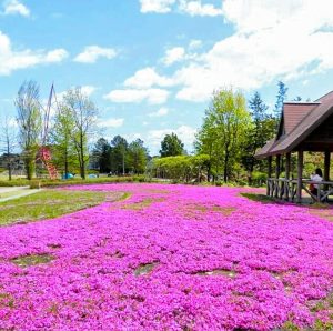 ミササガパーク、芝桜、5月夏の花、愛知県刈谷市の観光・撮影スポットの画像と写真