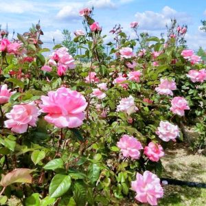 ミササガパーク、バラ、猿渡公園、5月の夏の花、愛知県刈谷市の観光・撮影スポットの名所