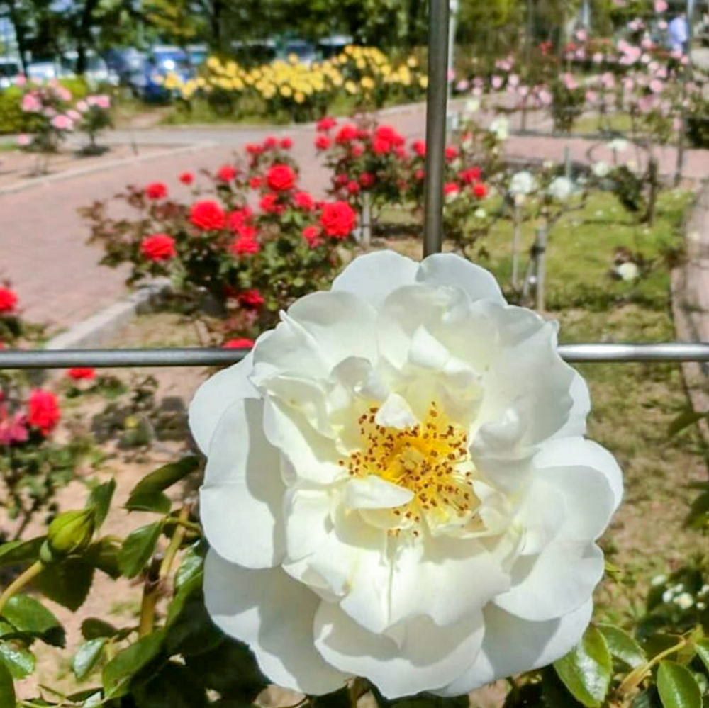ミササガパーク、バラ、猿渡公園、5月の夏の花、愛知県刈谷市の観光・撮影スポットの名所