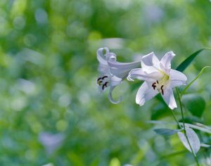 みたけの森、ささゆり、6月夏の花、岐阜県可児市の観光・撮影スポットの画像と写真