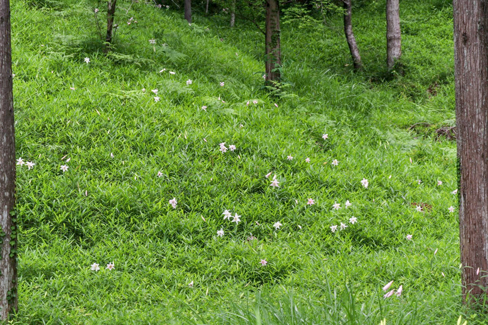 みたけの森、ササユリ、6月夏の花、岐阜県可児市の観光・撮影スポットの画像と写真