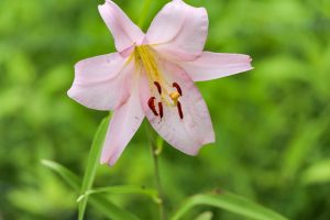 みたけの森、ササユリ、6月夏の花、岐阜県可児市の観光・撮影スポットの画像と写真
