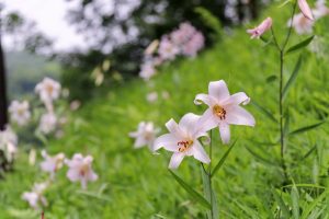 みたけの森、ササユリ、6月夏の花、岐阜県可児市の観光・撮影スポットの画像と写真