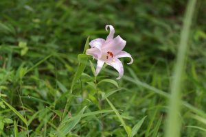 みたけの森、ササユリ、6月夏の花、岐阜県可児市の観光・撮影スポットの画像と写真