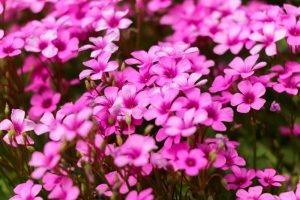 みたけの森、6月夏の花、岐阜県可児市の観光・撮影スポットの画像と写真