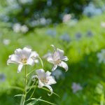みたけの森、ささゆり、6月夏の花、岐阜県可児市の観光・撮影スポットの画像と写真