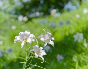 みたけの森、ささゆり、6月夏の花、岐阜県可児市の観光・撮影スポットの画像と写真