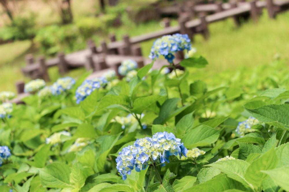みたけの森、あじさい、6月夏の花、岐阜県可児市の観光・撮影スポットの画像と写真