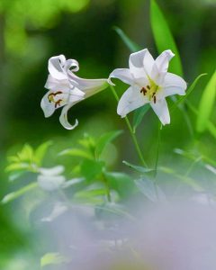 みたけの森、ささゆり、6月夏の花、岐阜県可児市の観光・撮影スポットの画像と写真