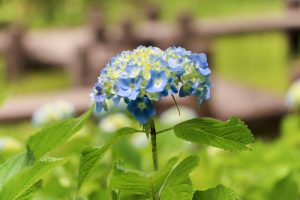 みたけの森、あじさい、6月夏の花、岐阜県可児市の観光・撮影スポットの画像と写真