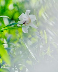 みたけの森、ささゆり、6月夏の花、岐阜県可児市の観光・撮影スポットの画像と写真