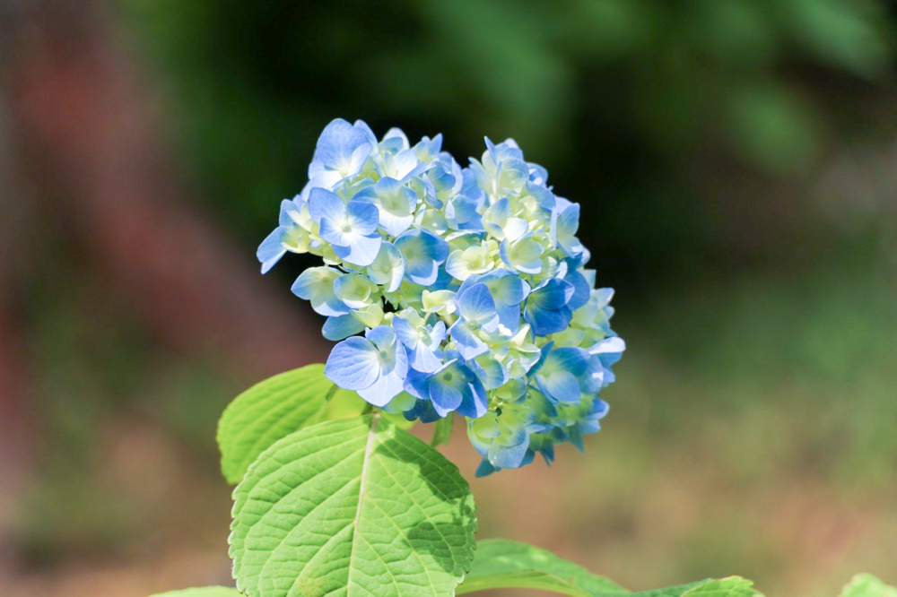 みたけの森、あじさい、6月夏の花、岐阜県可児市の観光・撮影スポットの画像と写真