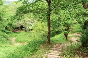 みたけの森、6月夏の花、岐阜県可児市の観光・撮影スポットの画像と写真