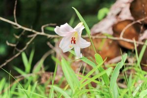 みたけの森、ササユリ、6月夏の花、岐阜県可児市の観光・撮影スポットの画像と写真