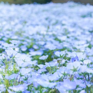 愛・地球博記念公園(モリコロパーク)、ネモフィラ、4月春の花、愛知県長久手市の観光・撮影スポットの名所