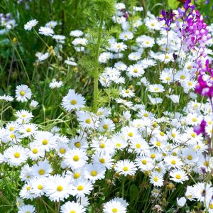 愛・地球博記念公園(モリコロパーク)、4月春の花、愛知県長久手市の観光・撮影スポットの名所