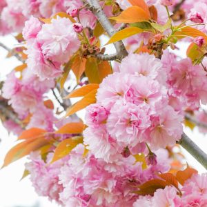 愛・地球博記念公園(モリコロパーク)、4月春の花、愛知県長久手市の観光・撮影スポットの名所