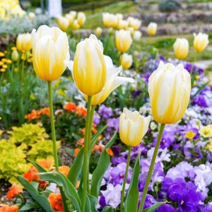 愛・地球博記念公園(モリコロパーク)、チューリップ、4月春の花、愛知県長久手市の観光・撮影スポットの名所