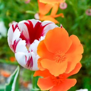 愛・地球博記念公園(モリコロパーク)、4月春の花、愛知県長久手市の観光・撮影スポットの名所