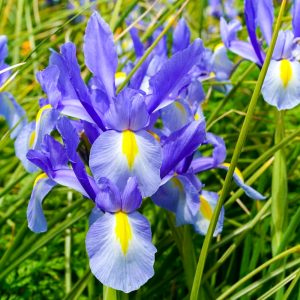 愛・地球博記念公園(モリコロパーク)、4月春の花、愛知県長久手市の観光・撮影スポットの名所