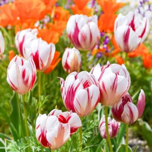 愛・地球博記念公園(モリコロパーク)、チューリップ、4月春の花、愛知県長久手市の観光・撮影スポットの名所
