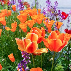 愛・地球博記念公園(モリコロパーク)、チューリップ、4月春の花、愛知県長久手市の観光・撮影スポットの名所