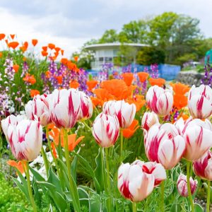 愛・地球博記念公園(モリコロパーク)、4月春の花、愛知県長久手市の観光・撮影スポットの名所