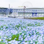 愛・地球博記念公園(モリコロパーク)、ネモフィラ、4月春の花、愛知県長久手市の観光・撮影スポットの名所